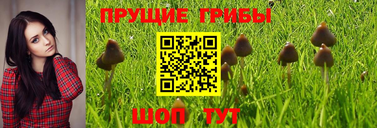 Псилоцибиновые грибы Magic Shrooms  Вход с VPN  где купить наркоту  Чехов 